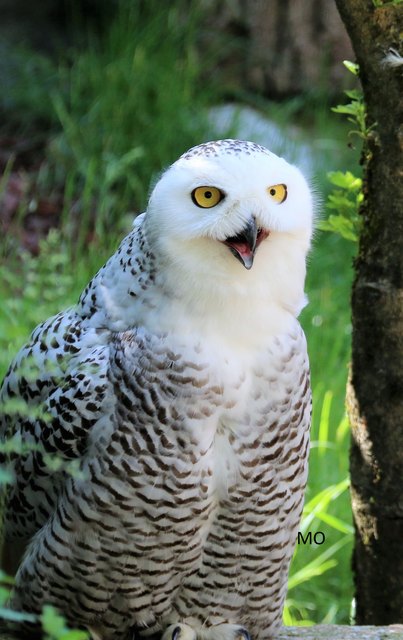 Tierpark Hellabrunn, Schneeeule, München, Deutschland