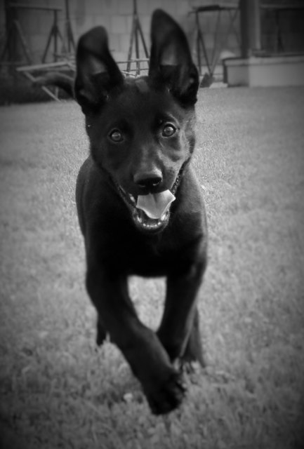 voll Lebensfreude !!!    ANIMA im Garten