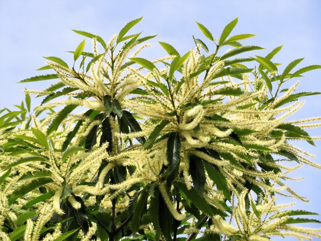 Dieser gewaltige "Edelkastanienbaum", auch Maronibaum genannt, steht wie schon seit Jahren nicht mehr, in schönster und vollster Blüte. Er wurde als Setzling vor ca. 35 Jahren aus Slowenien über die Grenze gebracht und erfolgreich in Göriach ober Velden am Wörthersee gepflanzt. Wenn es kein Unwetter gibt, wird die heurige Ernte vom ca. 10 m hohen Baum sicher eine SENSATION!!! Viel Spass beim "TÖRGGELEN“ im Herbst!