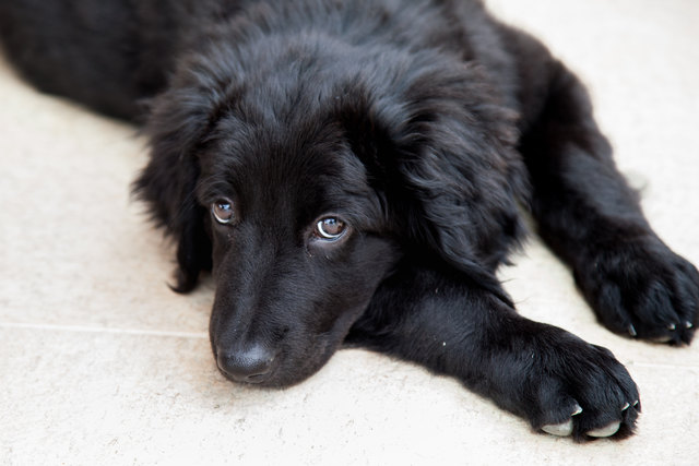 Fotocredits: Regina Courtier - Die Hovawart-Welpenlady Wenja hat Einzug bei der Großfamilie Shüller-Schubert, gehalten, die sich sehr über diesen Familienzuwachs freut. Damit aus dem Hundebaby aber auch wirklich ein vorbildhafter Wachhund wird, besucht es bereits die Welpenschule.