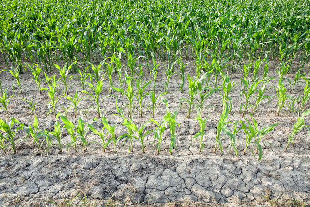 Die Trockenheit setzt Landwirten norm zu. | Foto: Sandor Jackal/fotolia