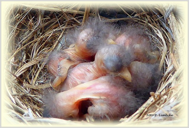 Als die Vogelmama kurz weg flog, stieg ich schnell auf einen Sessel und machte dieses Foto der Babys.