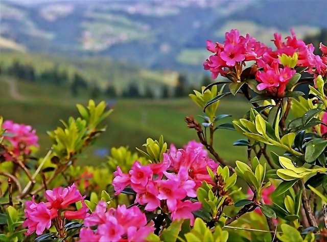 ... werden auch ALMRAUSCH oder ALPENROSEN, genannt!