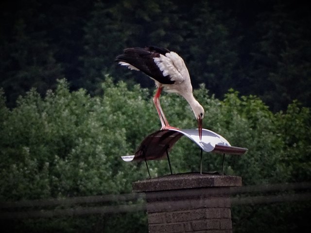 Einer von insgesamt 5 oder 6 Störchen die sich derzeit in Bad St. Leonhard aufhalten.