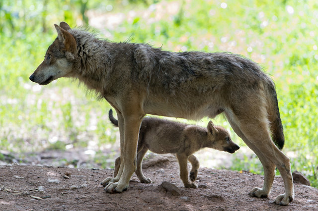 Ein Österreichzentrum soll in Zukunft das "Problem Wolf" managen.