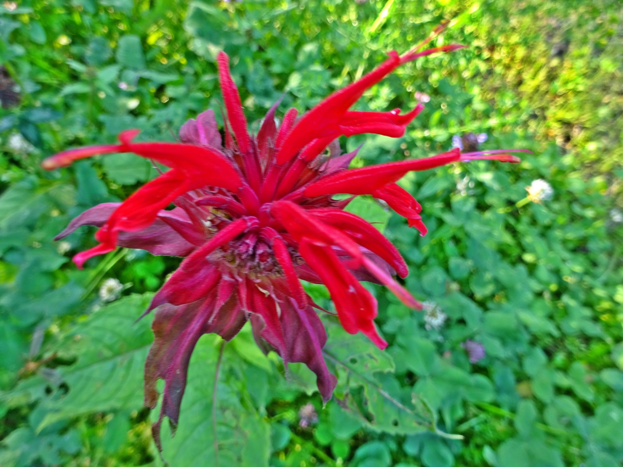 INDIANERNESSEL GOLDMELLISSE MONARDA DIDYMA Eisenstadt