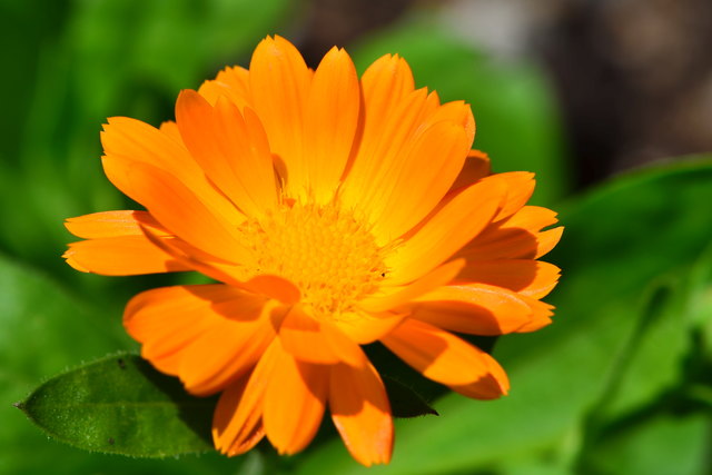 Die Ringelblume ist nicht nur eine Heilpflanze, sondern sie bringt auch Farbe in den Garten.