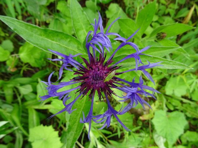 Die Berg - Flockenblume