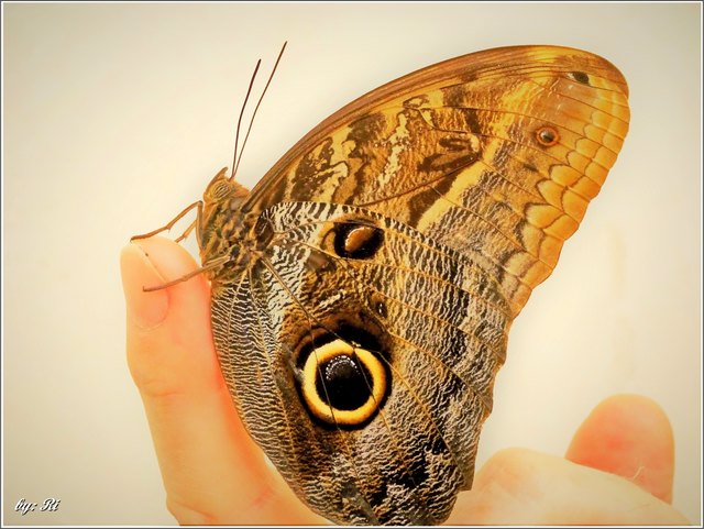 Bitte recht freundlich lieber Schmetterling!