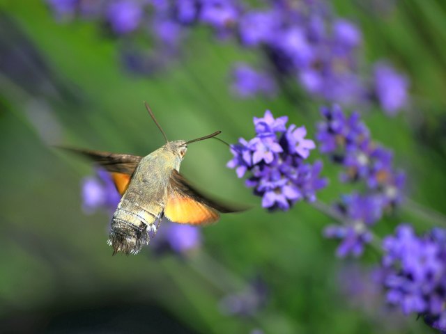 Das Taubenschwänzchen labt sich am Lavendel.
