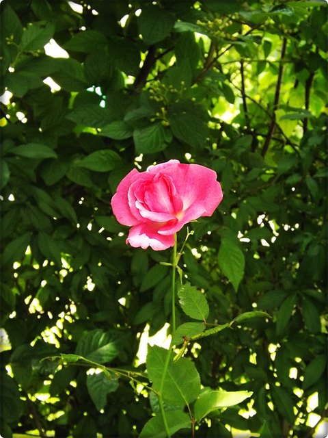 Blumengarten - St. Veit