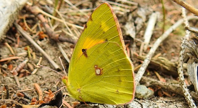 Die Goldene Acht, sie hält zumeist die Flügel geschlossen, sobald sie sich nieder lässt. Sie ist ein wunderschöner Falter.