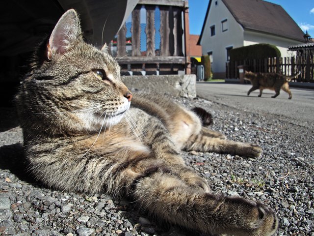 Katze müsste man sein, oder wie in diesem Fall - Kater. Während der eine spazieren geht, legt sich der andere erstmal entspannt hin. So läßt es sich leben. Wünsche ein schönes Wochenende! :-)