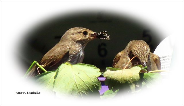 Heute sah ich zum ersten Mal einen zweiten erwachsenen Vogel beim Nest. Vermutlich der Papa. Er fütterte die Vogelmutter, die dann etwas an die Babys abgab (sah zumindest aus der Entfernung so aus)