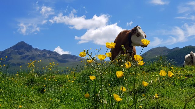 die Alm ruft mit seinem Almduft
