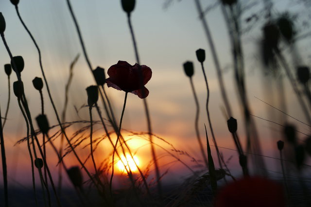 Heute blüht sie und morgen verliert sie die Blätter...