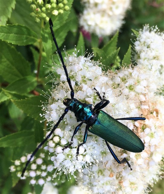 Ich war völlig überrascht, als ich plötzlich diesen prachtvollen MOSCHUSBOCK im Garten entdeckte. Er gehört zur Familie der Bockkäfer. Die Käfer sind unverwechselbar und durch Größe, den schlanken Körper, ihrer blau, blaugrün, kupfern oder bronzefarben metallischen Färbung leicht kenntlich. Die Antennen der männlichen Tiere sind länger als der Körper. Der Name dieser Käferart ist auf ein stark moschusartig riechendes Sekret zurückzuführen, das die Tiere aus Hinterbrustdrüsen absondern können.