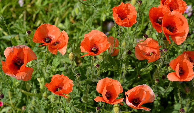 Klatschmohn