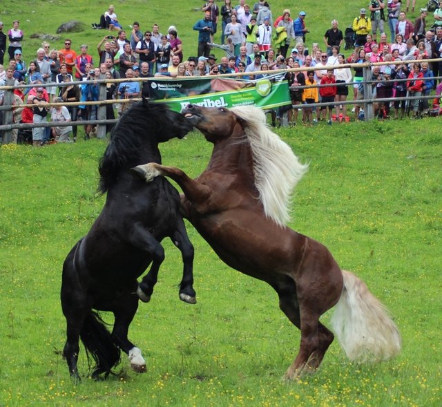 imposante Rangkämpfe beim Hengstauftrieb auf der Stallbachkar Alm.