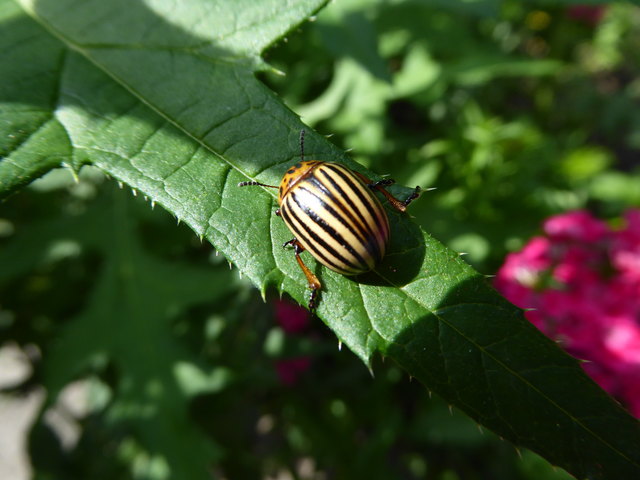 ...er hat sich in meinen Garten verirrt