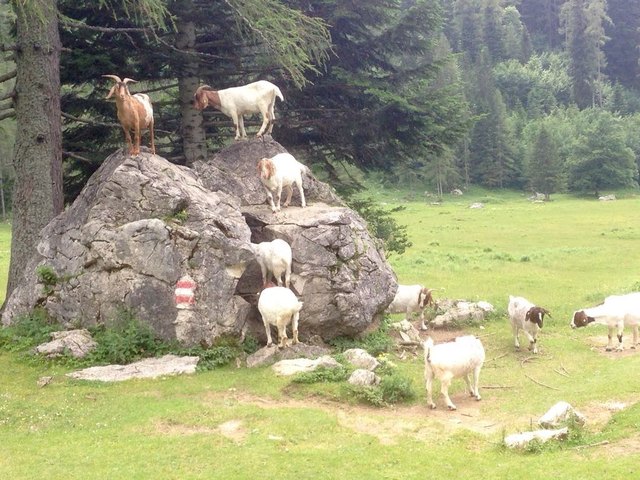 Auf dem Weg von der Gowilalm Richtung Parkplatz