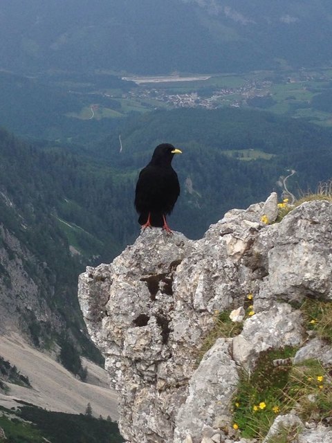 Der Rabe wartet auf Essensreste der Wanderer. Aufgenommen von meiner Schwester (auf dem Weg von der Gowilalm hinunter zum Parkplatz)