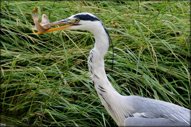 ein Graureiher fischt an der Glan