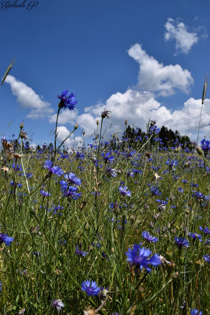 Kornblumen fügen sich wundervoll in die Landschaft ein                © Gabriele P.