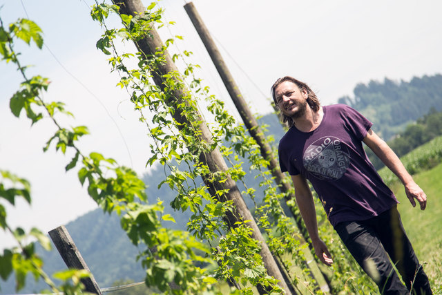 Seit zwei Jahren wird auch eigener Hopfen angebaut und für die Bier-Produktion in der Wimitz verwendet