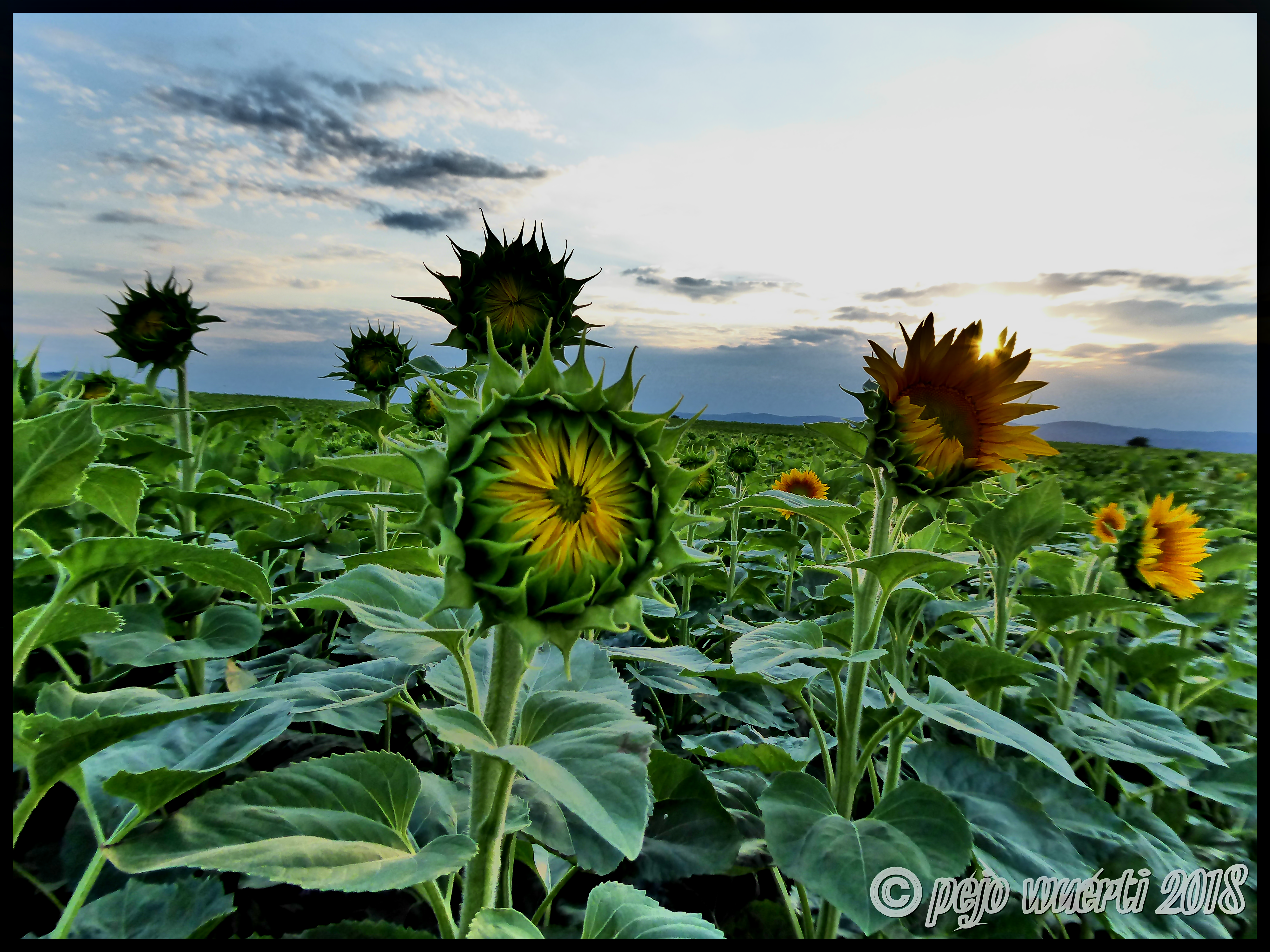Bereits jetzt beginnen die Sonnenblumen dank des pannonischen Klimas am Neusiedlersee zu blühen - im Hintergrund das Leithagebirge. Stand 17/06/18