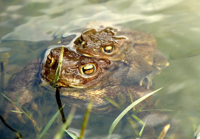 Die Kröten im Dehnepark waren in Gefahr. Denn der hölzerne Zaun, der den Kröten im Frühjahr das Leben retten sollte, war völlig zerstört. Nun wird er komplett erneuert. | Foto: Christa Posch