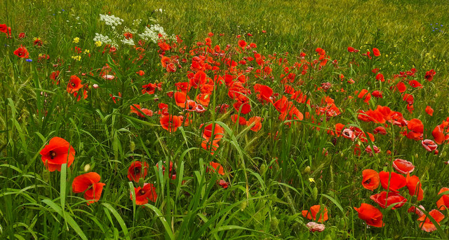 Mohnblüten im Felde... Augen erhaschen die Schönheiten, die sich aus dem hohen Grase befreien wollen...