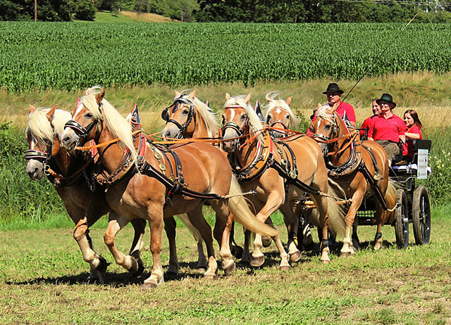 Gespannfahren wird beim Pferdefest in Oisnitz/St. Josef groß geschrieben. | Foto: Albert Leber