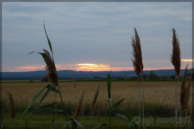 Weizenfeld im Abendlicht im Hintergrund das Leithagebirge