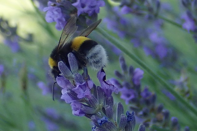 17.06.2018 Erdhummel (meist beißen sie tiefe Blüten seitlich auf, da ihr kurzer Rüssel sonst den Nektar nicht erreichen kann)