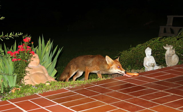 nachts...wenn sich  der Fuchs anschleicht