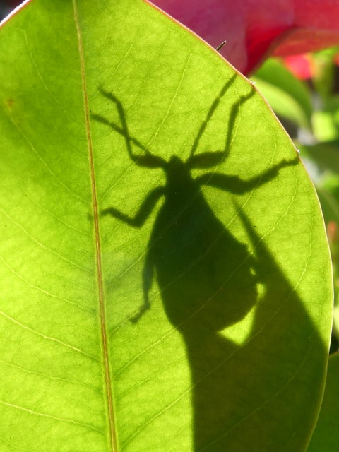 ... einer Blattwanze beim Sonnenbaden