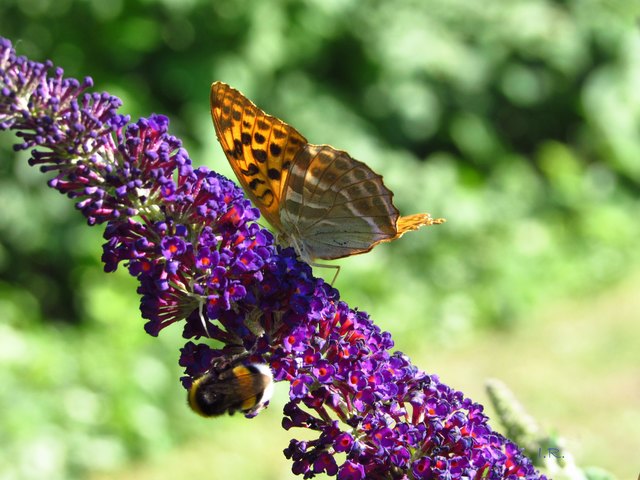 Schmetterling und Hummel. Hätten die Leute in den Gärten weniger von der "grünen" Mauer, Buddlejasträucher im Garten wären auch die Schmetterlinge in größerer Menge vorhanden,sie lieben Buddlejablüten.