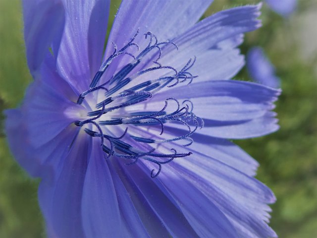 Die Blüte einer Wegwarte