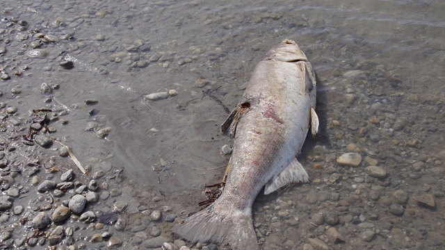 Das Wasser im Zicksee ist an vielen Stellen schon sehr seicht und leider können sich manche Fische nicht mehr selbst retten. | Foto: Reinhard Rovny