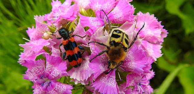 Der Bienenwolf links, der Pinselkäfer rechts...