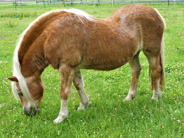 ... wirkt dieses Pferd. Aber es scheint sich nicht daran zu stören