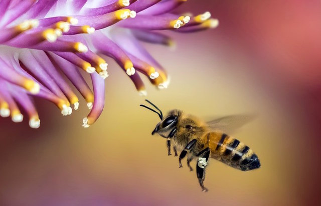 150.000 Bienen teilen sich künftig mit den Gästen das Gelände des "Kempinski Hotel Das Tirol". | Foto: pixabay/Pexels