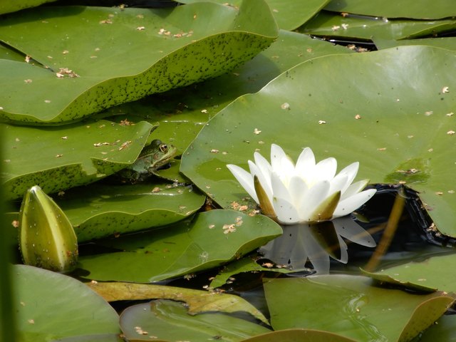 Frisch geduscht wartet der Frosch auf sein Rendezvous mit der Prinzessin - sie kommt und kommt nicht......