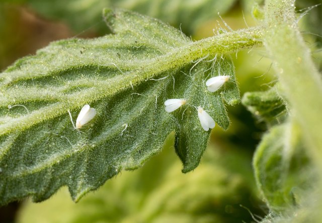 Foto: Natur im Garten