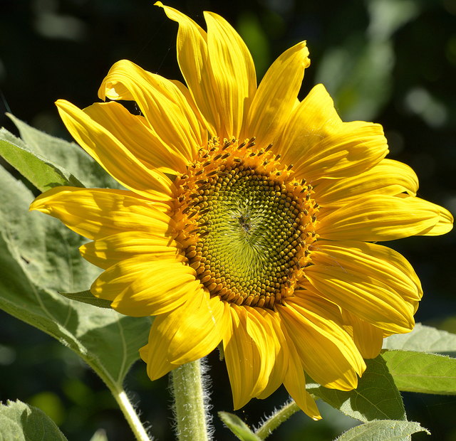 rechtzeitig zu Sommerbeginn aufgeblüht