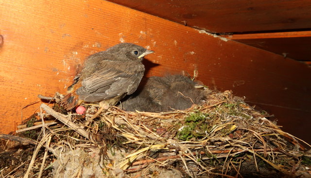 dieses kleine Rotschwänzchen ist gestern schon aus dem Nest gefallen...weil schon so eng...mit unsrer Hilfe wurde es wieder ins Nest gesetzt