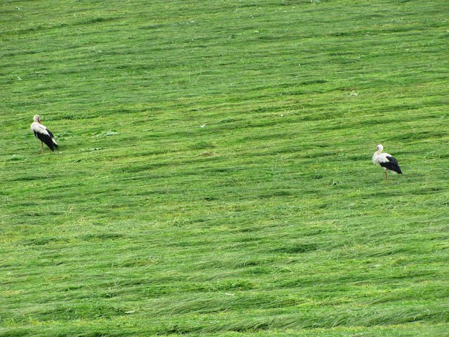 Weißstörche auf einer Wiese bei St. Margarethen/Lav.