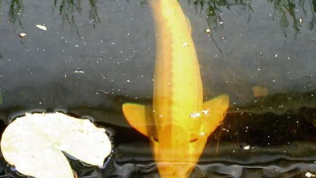 Der Sterlet fühlt sich recht wohl im Teich!