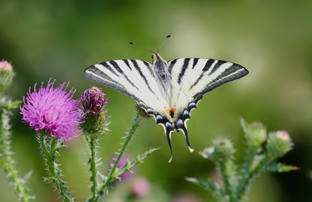 aber diese Woche ist Flugstille auf allen Wegen und nur ein paar wenige von den Weisslingen sind zu sehen. Die Disteln die als Nektarspender noch in Frage kommen sind vertrocknet. Die Klimaerwärmung schreitet voran und wir heizen weiterhin tüchtig auf.